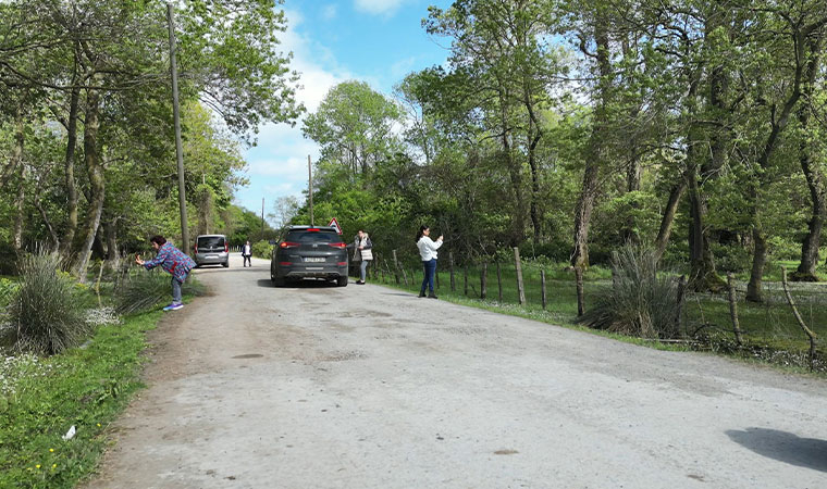 Samsun Kuş Cenneti'nde su papatyası güzelliği