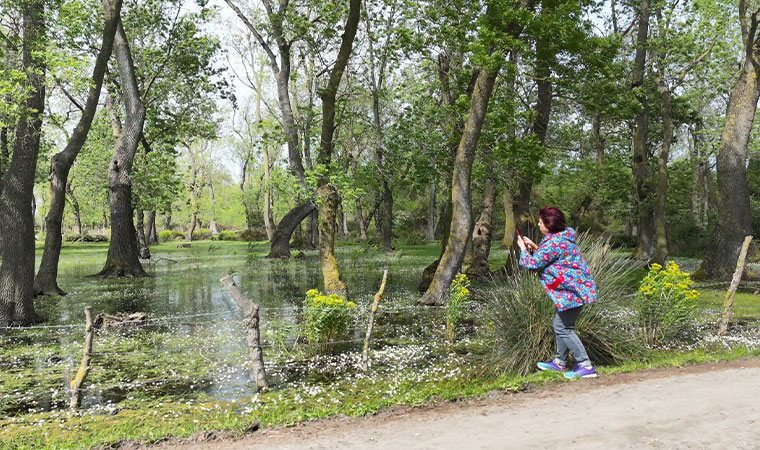 Samsun Kuş Cenneti'nde su papatyası güzelliği