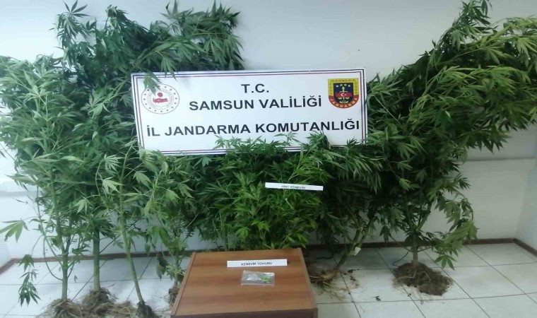 Jandarma kümes bahçesinde ekili 20 kök kenevir ele geçirdi