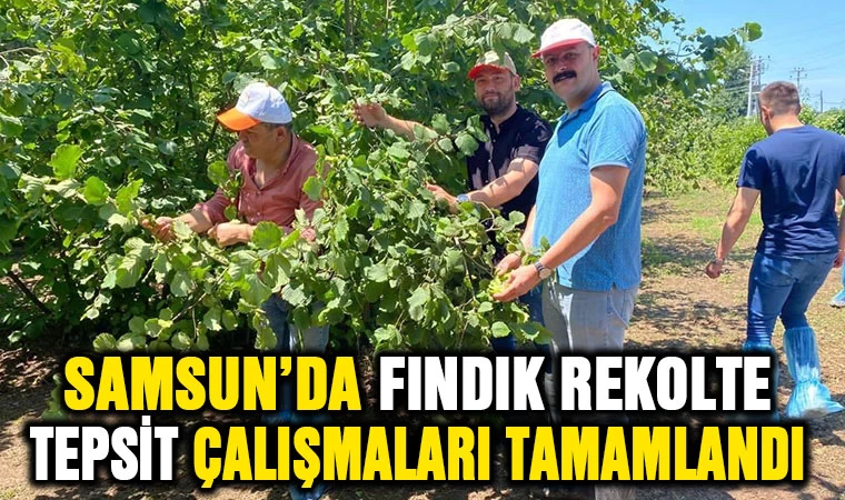 Samsun’da fındık rekolte tespit çalışmaları tamamlandı