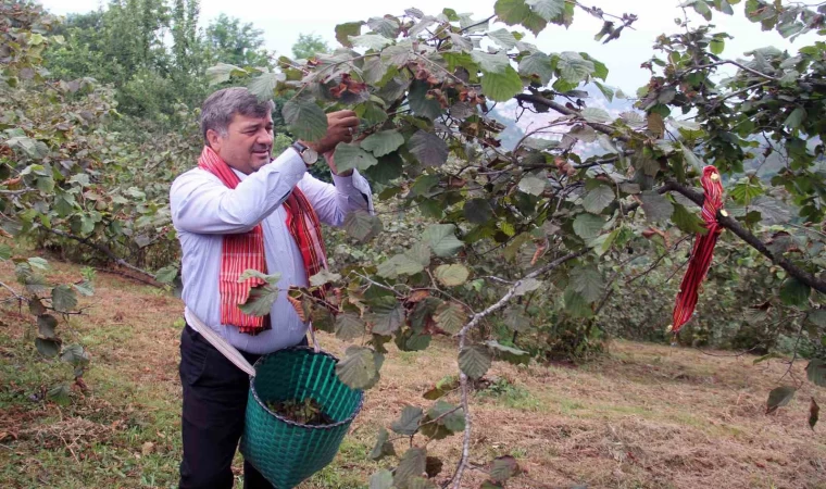 Giresun’da kemençe ve horon eşliğinde fındık hasadı yapıldı