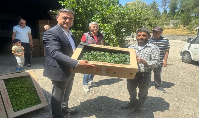 Kastamonu’da çiftçilere 80 bin fide dağıtıldı