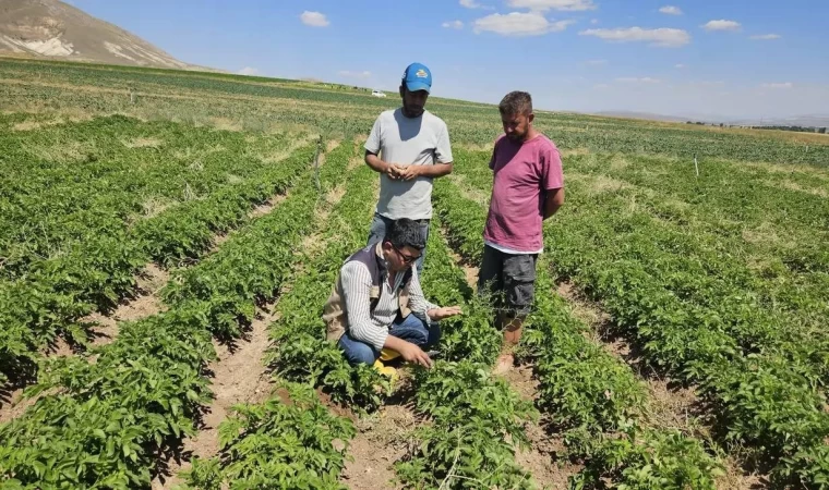 Patates üretimi yapılan alanlarda tarla kontrolleri yapıldı