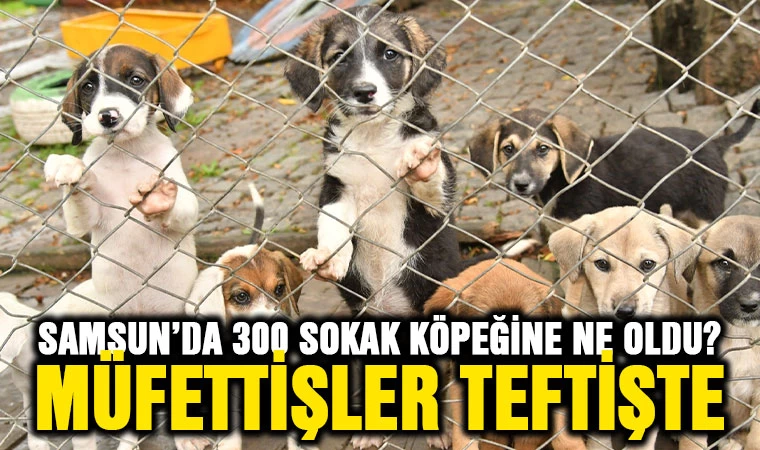 "Samsun'da 300 sokak köpeğine ne oldu?" Müfettiş teftişinde