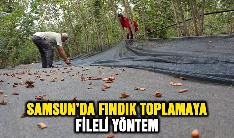 Samsun'da fındık toplamaya fileli yöntem