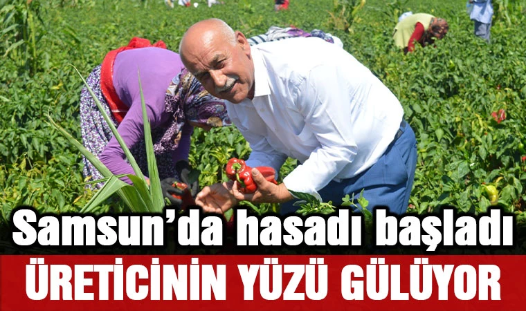 Samsun'da hasadı başladı, üreticinin yüzü gülüyor