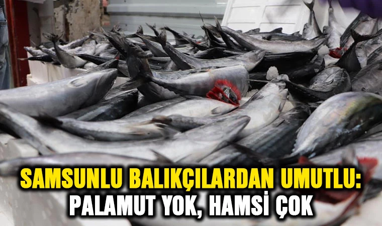 Samsunlu balıkçılar umutlu: palamut yok, hamsi çok