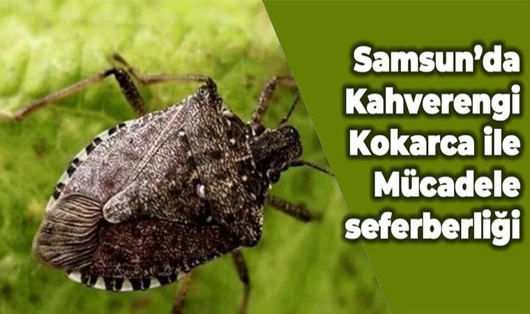 Samsun'da Kahverengi Kokarca ile Mücadele seferberliği