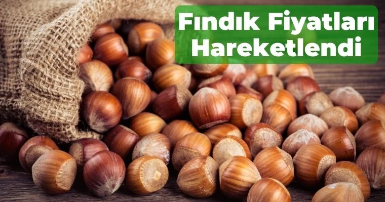 Fındık Fiyatları Hareketlendi