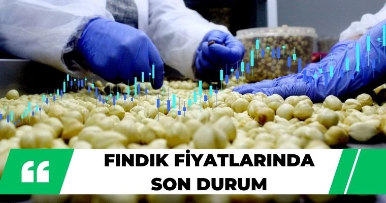 Fındık Fiyatlarında Son Durum