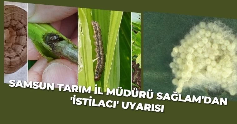 Samsun Tarım İl Müdürü Sağlam'dan 'İstilacı' uyarısı