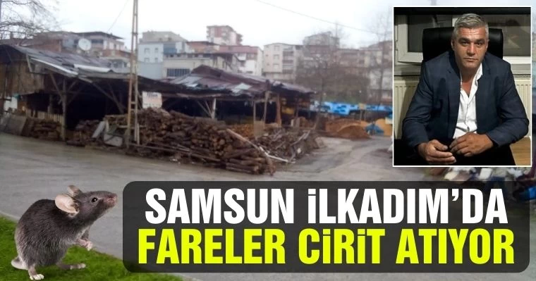 Samsun İlkadım'da fareler cirit atıyor