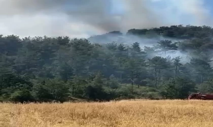 Bolu’da orman yangını