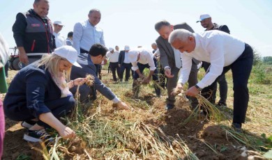 Dünyaca ünlü Taşköprü sarımsağının hasadı devam ediyor