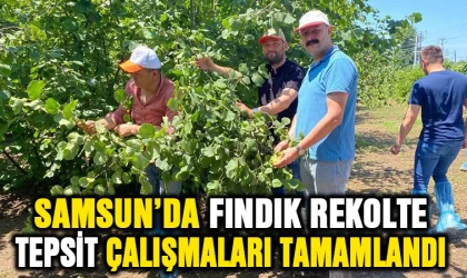 Samsun’da fındık rekolte tespit çalışmaları tamamlandı