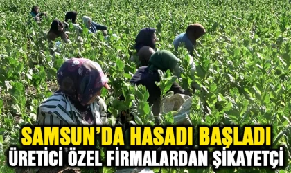 Samsun'da hasadı başladı, üretici özel şirketlerden şikayetçi