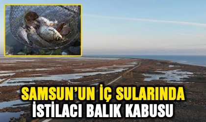 Samsun'un iç sularında istilacı balık kabusu