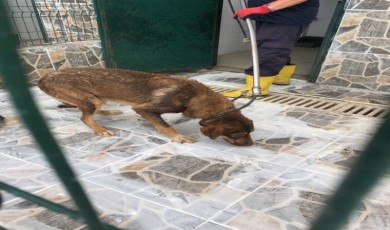 Yaylada ölüme terk edilen köpekler koruma altına alındı