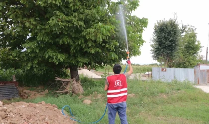 Asya Kaplanı türüne dikkat