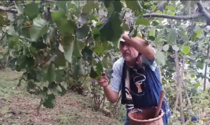 Giresunlu fındık üreticilerinin endişesi serbest piyasada oluşacak fındık fiyatı