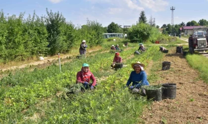 Kastamonu’da 400 bin adet yabani meyve üretimi gerçekleştirildi