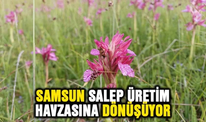 Samsun, salep üretim havzasına dönüşecek