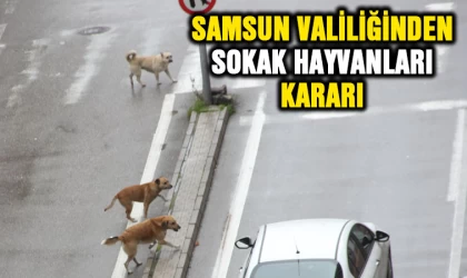 Samsun Valiliği’nden ‘sokak hayvanları’ kararı