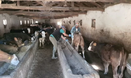 Sungurlu’da şap nedeniyle 15 köy karantinaya alındı