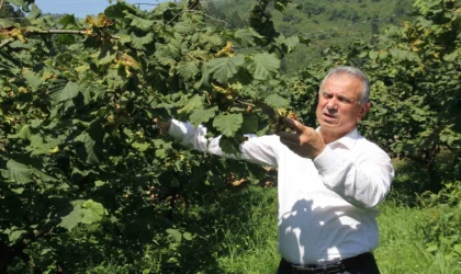 TTB Başkanı Eyyüp Ergan: “Açıklanan fındık fiyatları piyasa şartlarına göre uygundur”