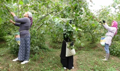 Üreticilerden ’fındık fiyatı’ değerlendirmesi