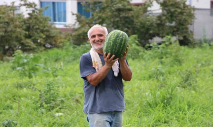 Yalıncak karpuzu tehlike altında