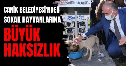 Canik Belediyesi'nden sokak hayvanlarına büyük haksızlık