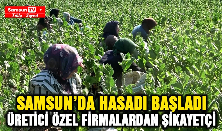 Samsun'da hasadı başladı, üretici özel şirketlerden şikayetçi - Samsun Tv, Samsun Haber